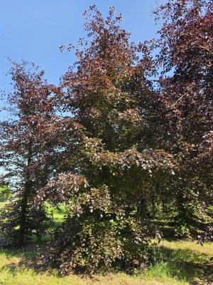 Afbeelding Rode beuk - Fagus sylvatica 'Atropunicea'