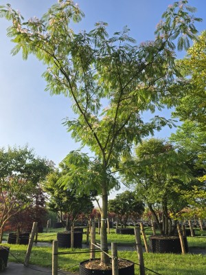 Afbeelding Perzische slaapboom - Albizia julibrissin