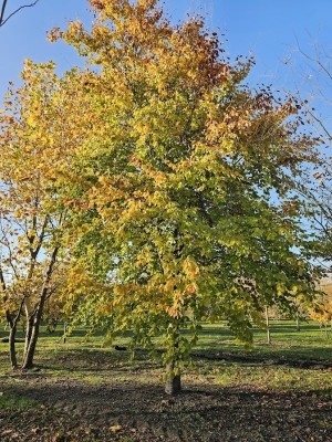 Afbeelding Grüne Buche - Fagus sylvatica