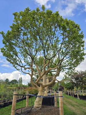 Afbeelding Magnolia 'Susan' - Magnolia 'Susan'