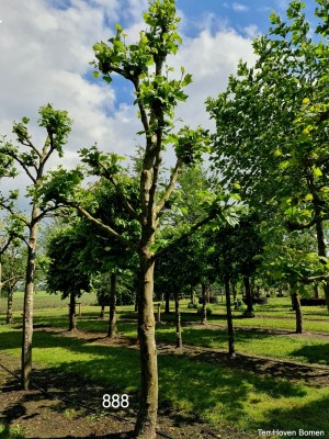 Afbeelding Französische Kopfplatane - Platanus x hispanica