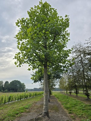 Afbeelding Französische Kopfplatane - Platanus x hispanica