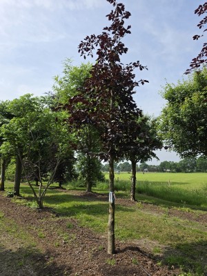 Afbeelding Rode beuk met dieprood blad - Fagus sylvatica 'Riversii'