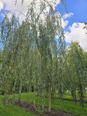 Afbeelding Trauerweide - Salix x sepulcralis 'Chrysocoma'
