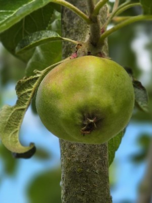 Afbeelding Rode Elstar handappel - Malus domestica 'Red Elstar'