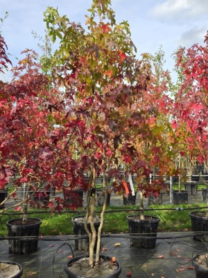Afbeelding Amberboom - Liquidambar styraciflua
