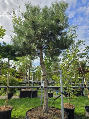 Afbeelding Oostenrijkse den - Pinus nigra subsp. Nigra