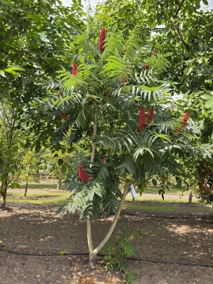 Afbeelding Fluweelboom - Rhus typhina
