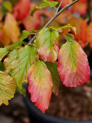 Afbeelding Persisches Eisenholz - Parrotia persica 'Vanessa'