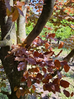 Afbeelding Rotbuche als Kletterbaum - Fagus sylvatica 'Atropunicea'