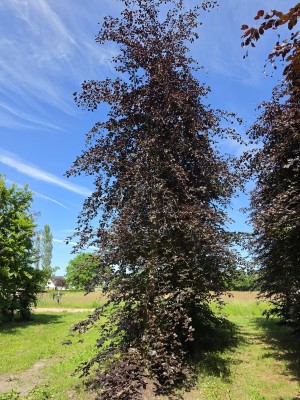 Afbeelding Rode beuk - Fagus sylvatica 'Atropunicea'