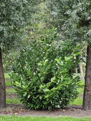 Afbeelding laurierstruik - Prunus laur. Rotundifolia