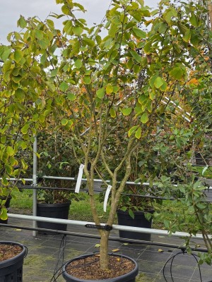 Afbeelding Toverhazelaar met geur en kleur - Hamamelis mollis 'Westerstede'