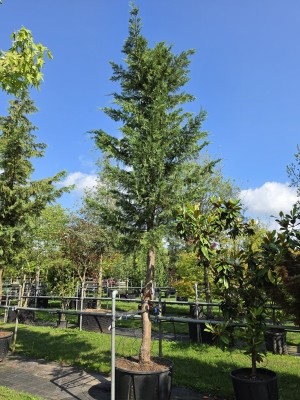 Afbeelding Leylandcypres - Cupressocyparis x Leylandii