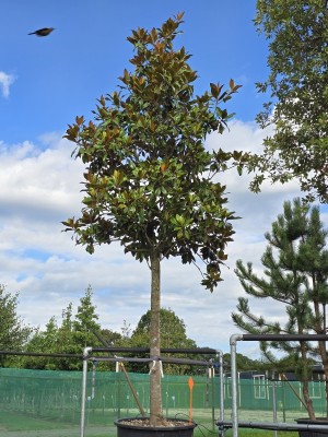 Afbeelding Magnolia grandiflora 'Galissonnière' - Magnolia grandiflora 'Galissonnière'