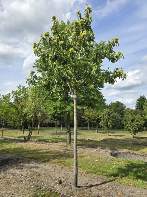 Afbeelding Edelkastanie - Castanea sativa 'Lyon'