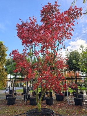 Afbeelding Japanischer Ahorn - Acer palmatum Masu-kagami