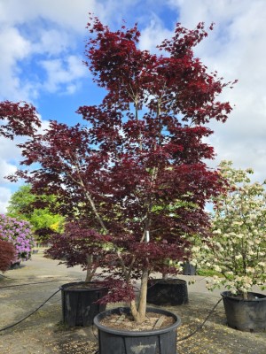 Afbeelding Japanse esdoorn - Acer palmatum 'Bloodgood'
