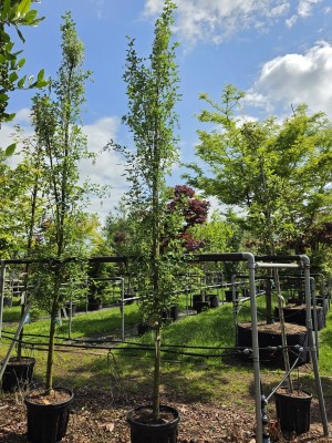 Afbeelding Gouden regen als zuilvorm - Laburnum Yellow Rocket