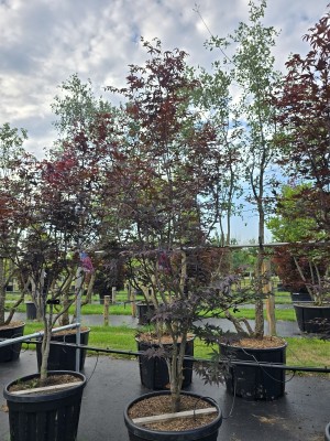 Afbeelding Japanischer Ahorn - Acer palmatum 'Red Emperor'