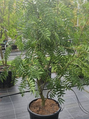 Afbeelding Eberesche 'Dodong' - Sorbus 'Dodong'