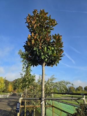Afbeelding Magnolia grandiflora 'Galissonnière' - Magnolia grandiflora 'Galissonnière'