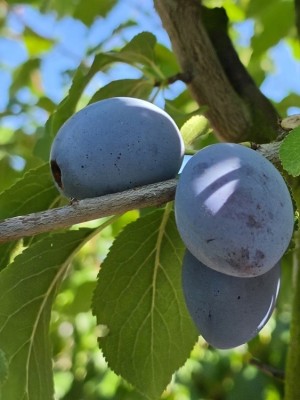 Afbeelding Hauszwetsche blauwe pruim - Prunus domestica Hauszwetsche