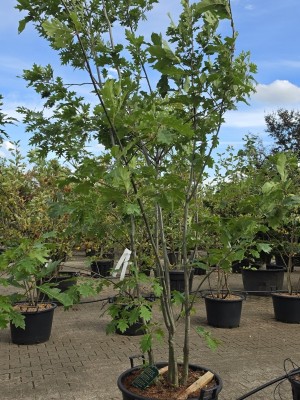 Afbeelding Amerikanische Eiche - Quercus rubra