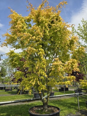 Afbeelding Japanse Esdoorn - Acer palmatum 'Ueno Yama'