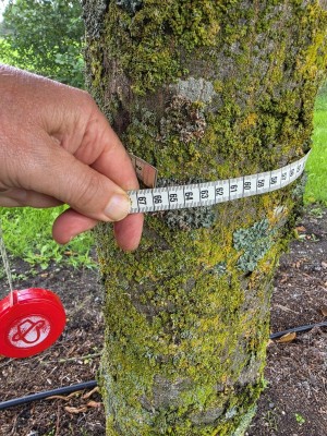 Afbeelding Haagbeuk - Carpinus betulus 'Fastigiata' (Frans Fontaine)
