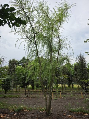Afbeelding Mehrstämmige Trauerweide - Salix x sepulcralis 'Chrysocoma'