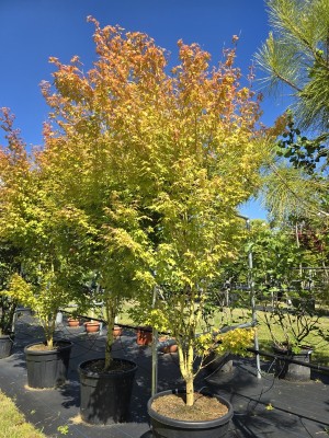 Afbeelding Japanse esdoorn met gele takken - Acer palmatum 'Bi-hoo'