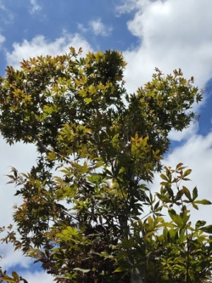Afbeelding Japanischer Ahorn - Acer palmatum 'Musashino'