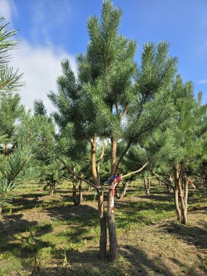 Afbeelding Grove den - Pinus sylvestris