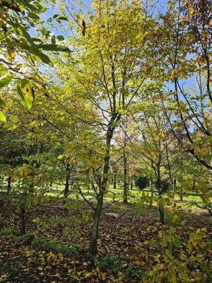 Afbeelding Haagbeuk speelboom struikboom klimboom - Carpinus betulus