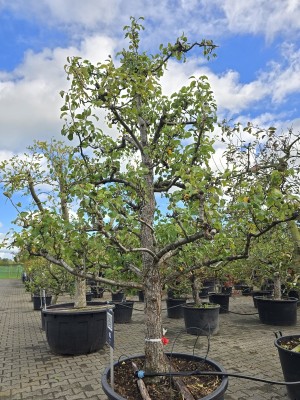 Afbeelding Peer 'Conference' laagstam solitair - Pyrus c. 'Conference'