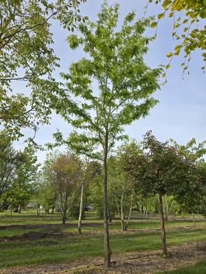 Afbeelding Falscher Christusdorn - Gleditsia triacanthos ‘Inermis’