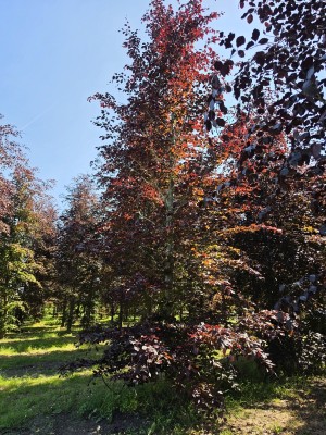 Afbeelding Rode beuk - Fagus sylvatica 'Atropunicea'