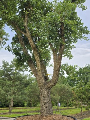 Afbeelding Veelstammige kurkeik - Quercus Suber