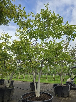 Afbeelding Walnuss - Juglans regia