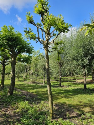Afbeelding Bolvormige Plataan - Platanus x hispanica 'Alphen's Globe'