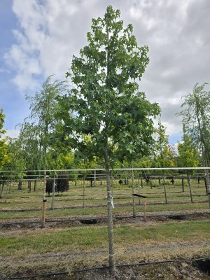 Afbeelding Amberbaum - Liquidambar styraciflua