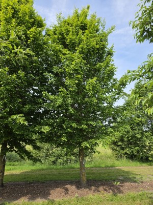 Afbeelding Hainbuche - Carpinus betulus 'Frans Fontaine'