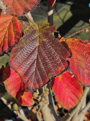 Afbeelding Toverhazelaar - Hamamelis x intermedia 'Feuerzauber'