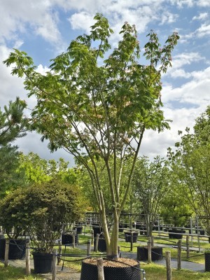 Afbeelding Perzische Slaapboom - Albizia julibrissin