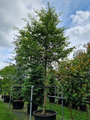 Afbeelding Sycoparrotia - Sycoparrotia semidecidua