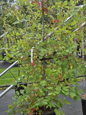 Afbeelding Zwarte Tupeloboom - Nyssa sylvatica