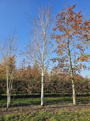 Afbeelding Weiße Birke (Doorenbos) - Betulus utilis Doorenbos (Jacquemontii)