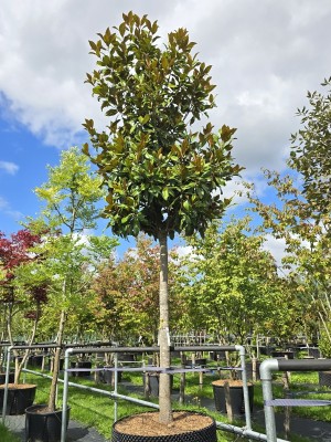 Afbeelding Magnolia grandiflora 'Galissonnière' - Magnolia grandiflora 'Galissonnière'