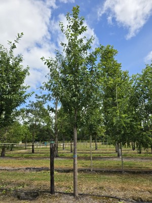 Afbeelding Japanse sierkers - Prunus 'Sunset Boulevard'